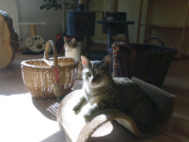 katzenpension_201405.jpg